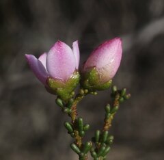Boronia inornata