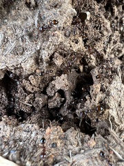 Solenopsis saevissima