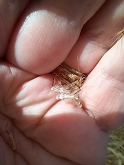 Rytidosperma duttonianum