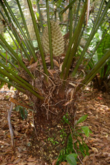 Lepidozamia hopei