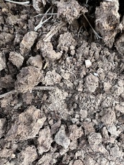 Solenopsis saevissima