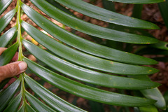 Lepidozamia hopei