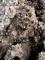 Solenopsis saevissima