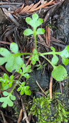 Nemophila parviflora