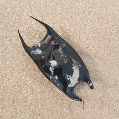 Rostroraja eglanteria