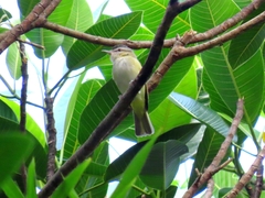Vireo chivi