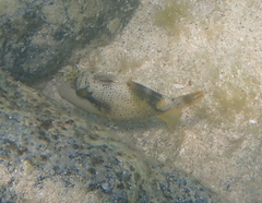 Pseudobalistes flavimarginatus