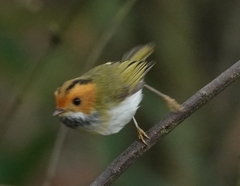 Abroscopus albogularis