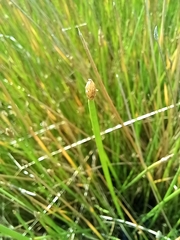 Eleocharis acuta