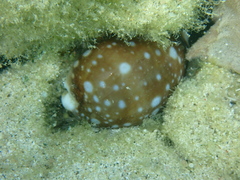 Lyncina vitellus