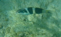 Thalassoma nigrofasciatum