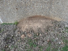 Solenopsis saevissima