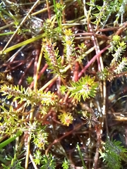 Myriophyllum simulans