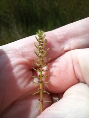 Myriophyllum simulans