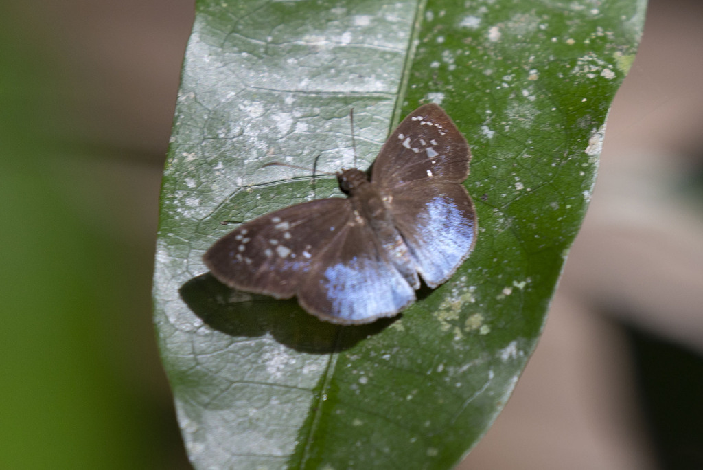 Pythonides grandis