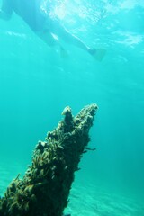 Caulerpa simpliciuscula