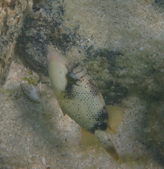 Pseudobalistes flavimarginatus