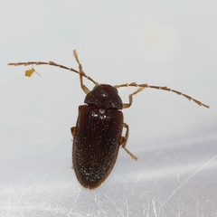 Ptilodactyla
