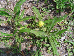 Physalis angustifolia