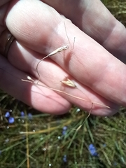 Amphibromus nervosus