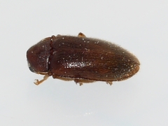 Ptilodactyla