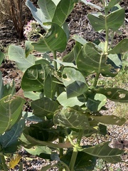 Calotropis