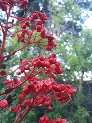 Clerodendrum japonicum