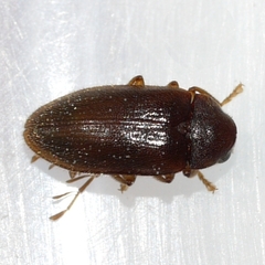 Ptilodactyla