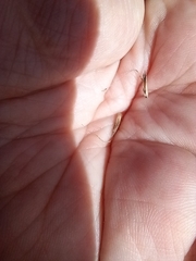 Amphibromus nervosus