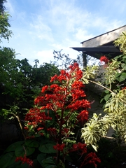 Clerodendrum japonicum