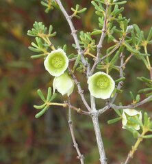 Boronia octandra