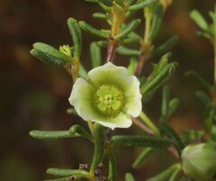 Boronia octandra