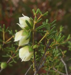 Boronia octandra