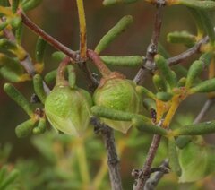 Boronia octandra