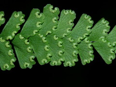 Adiantum diaphanum