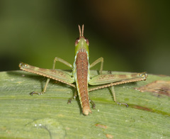 Eumastacini