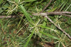 Cyperus distans