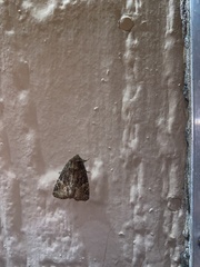 Phosphila turbulenta