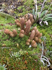 Phlegmariurus crassus