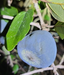 Ficus pumila