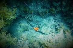 Pentagonaster duebeni