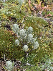 Linochilus rupestris