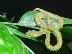 Bothriechis supraciliaris