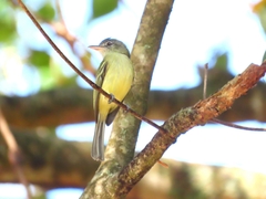 Tolmomyias sulphurescens