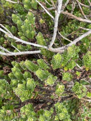 Valeriana microphylla