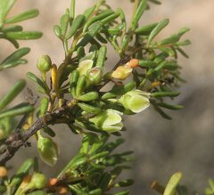 Boronia crassifolia