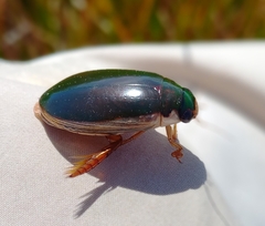 Onychohydrus scutellaris