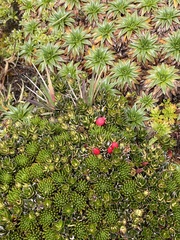 Disterigma empetrifolium