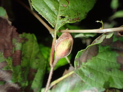 Dasineura serrulatae