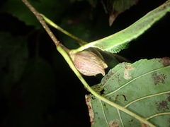 Dasineura serrulatae